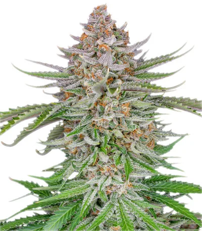 Strawberry Pie Auto fem