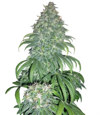 Super Bud fem