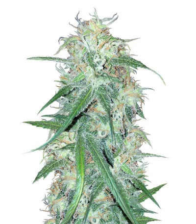 Super Lemon Haze fem