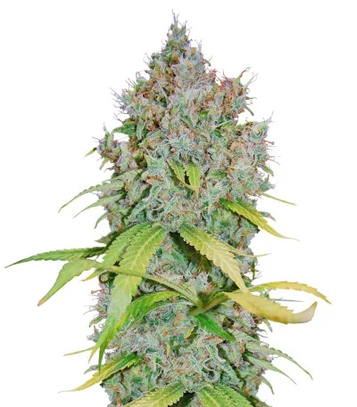 Super Lemon Haze x GMO