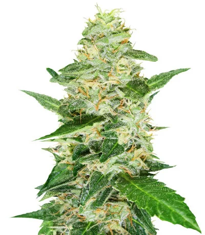 Super Skunk Auto fem