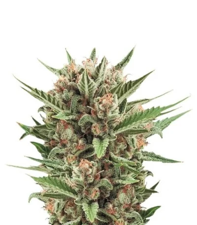 Sweet Skunk Automatic fem
