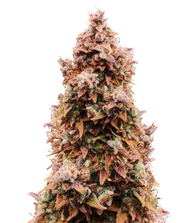 Totally Alpha OG Auto fem