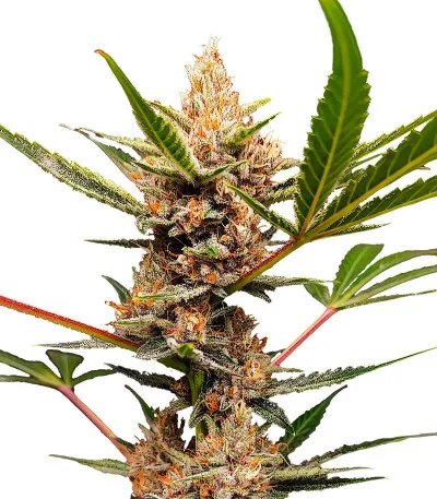 Tropicana Cookies FF