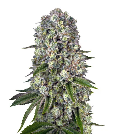Tropicanna Banana fem