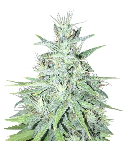 Tutankhamon Auto fem