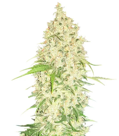 Watermelon Zkittlez Auto fem