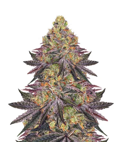 Watermelon Zkittlez fem