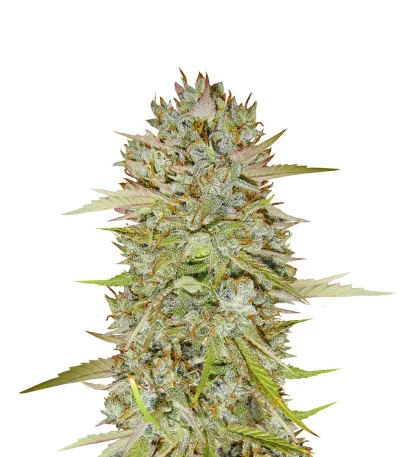 Wedding Cake Auto fem