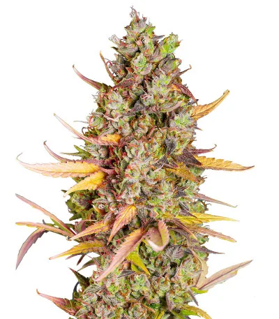 Wedding Cheesecake FF