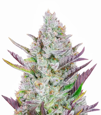 Wedding Glue Auto fem