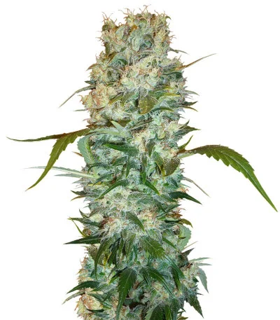 White Russian fem