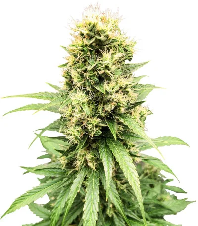 White Widow Auto fem