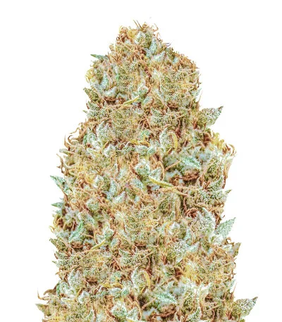 Monster Zkittles fem